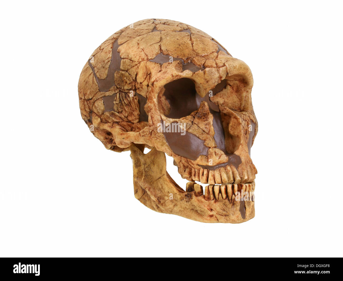 Replica skull of Homo neanderthalensis, La Ferassie, evolution of human species Stock Photo
