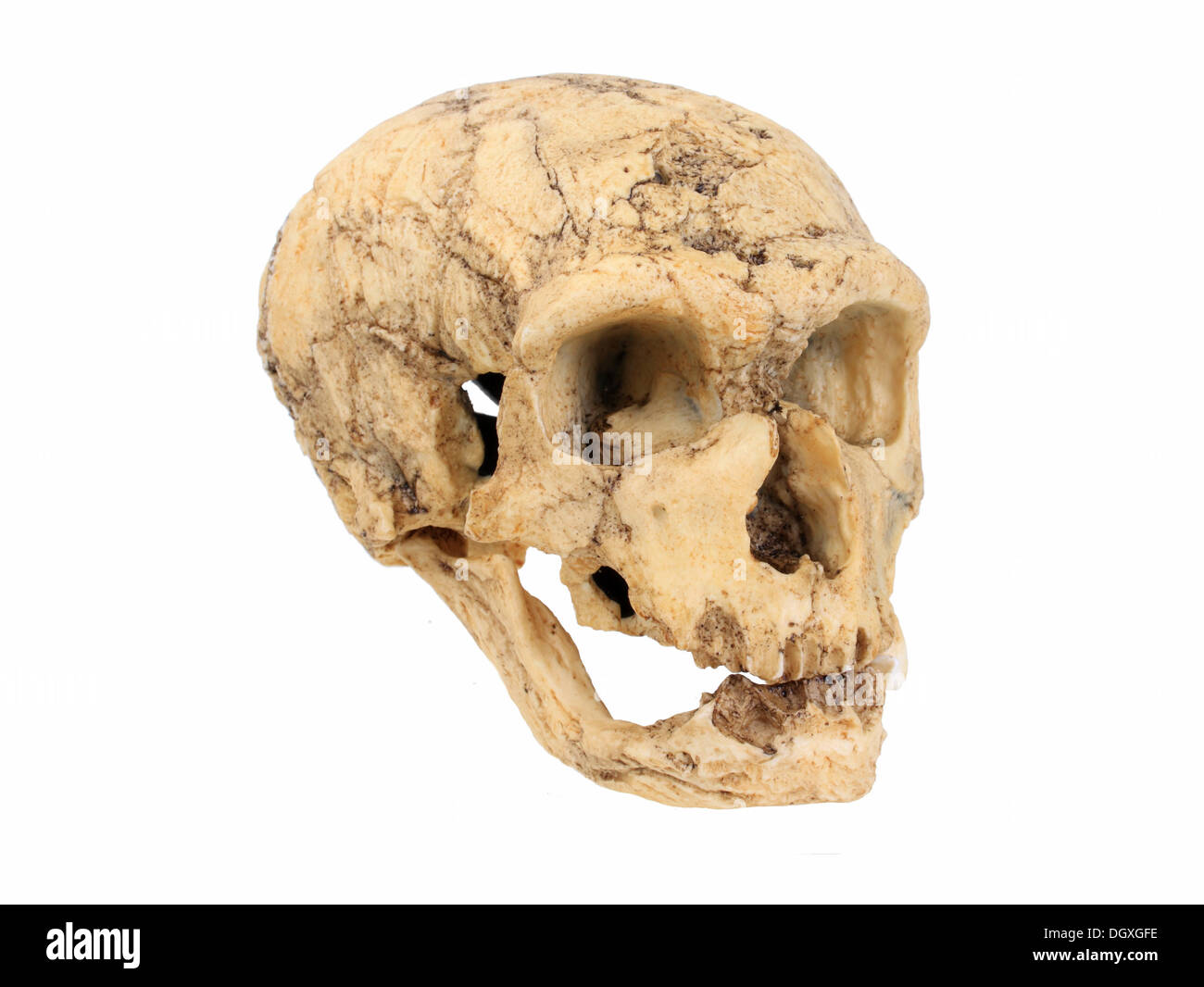 Replica skull of Homo neanderthalensis, La Chapelle, evolution of human species Stock Photo