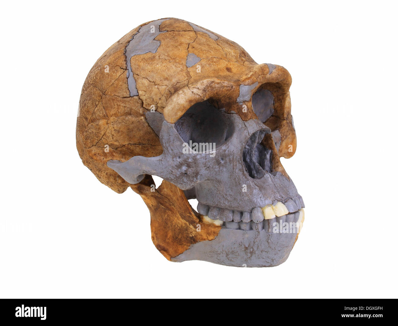 Replica skull of Homo erectus, Peking man, evolution of human species Stock Photo