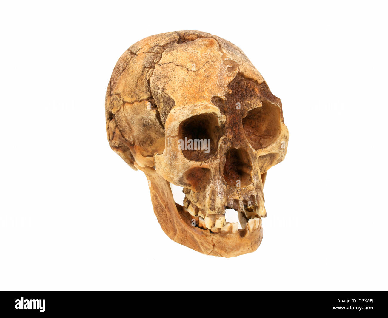 Replica skull of Homo floresiensis, The Hobbit, evolution of human species Stock Photo