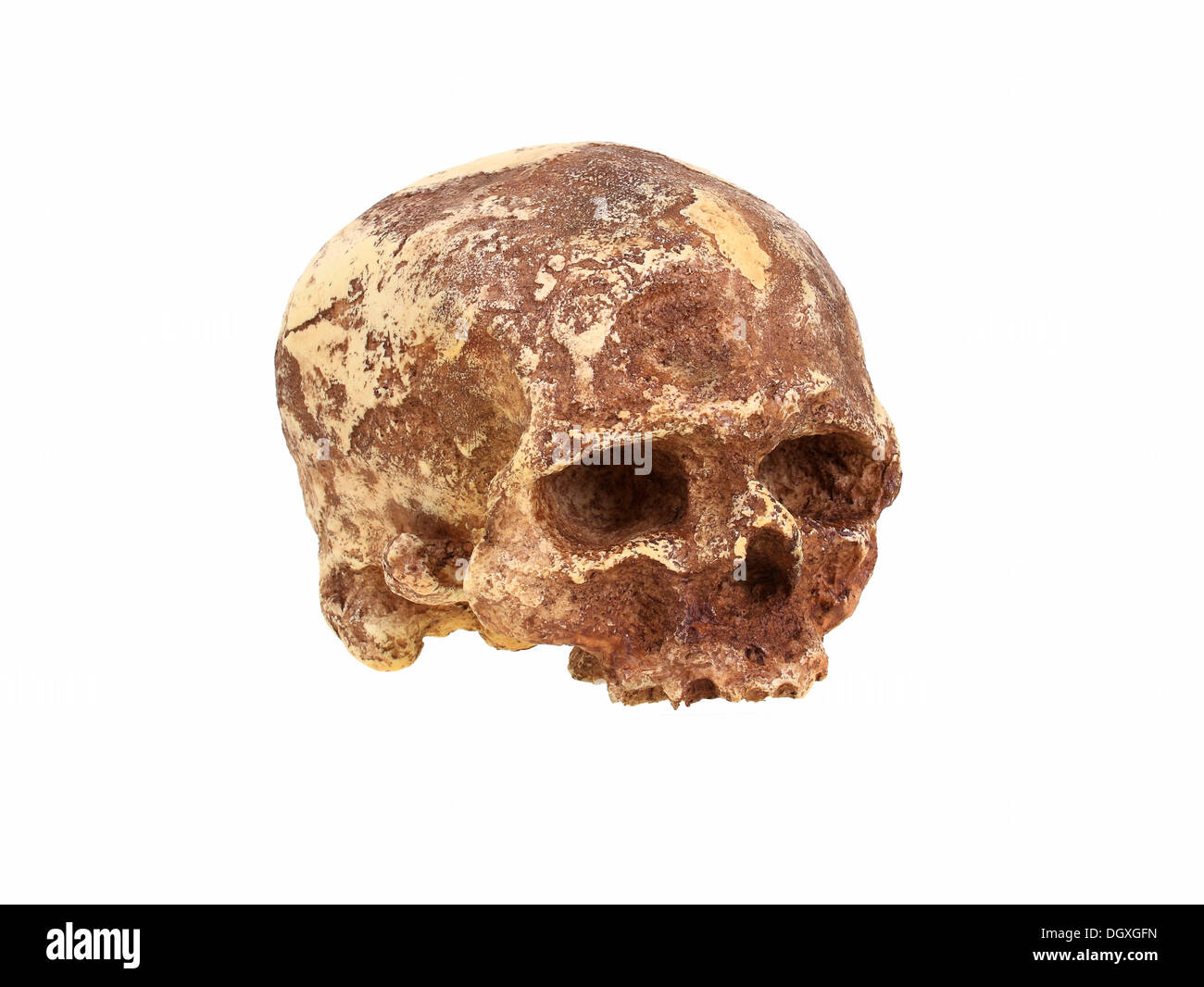 Replica skull of Cro magnon, Homo sapiens, evolution of human species Stock Photo