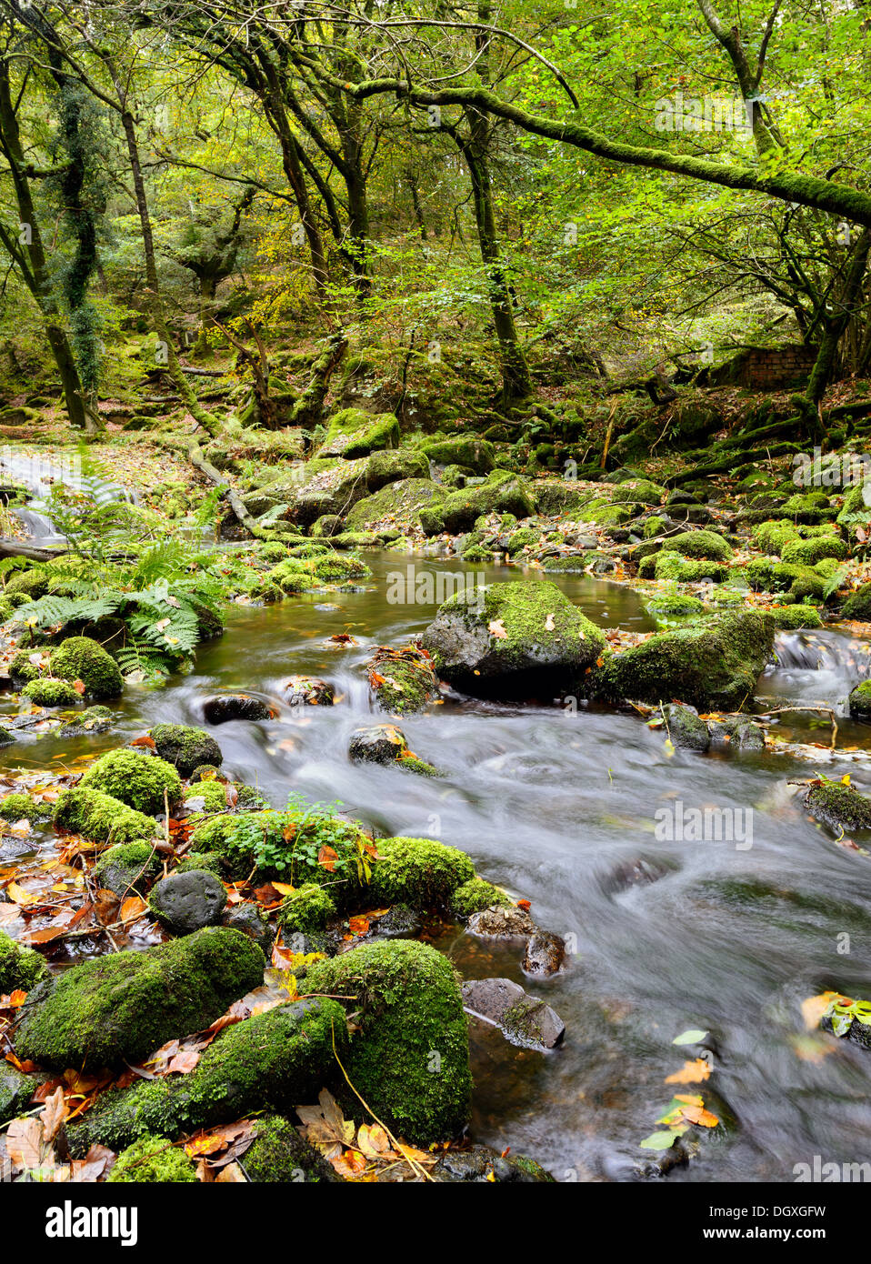 The River Meavy cascades over mossy rocks through Burrator Wood in Dartmoor National Park in Devon Stock Photo
