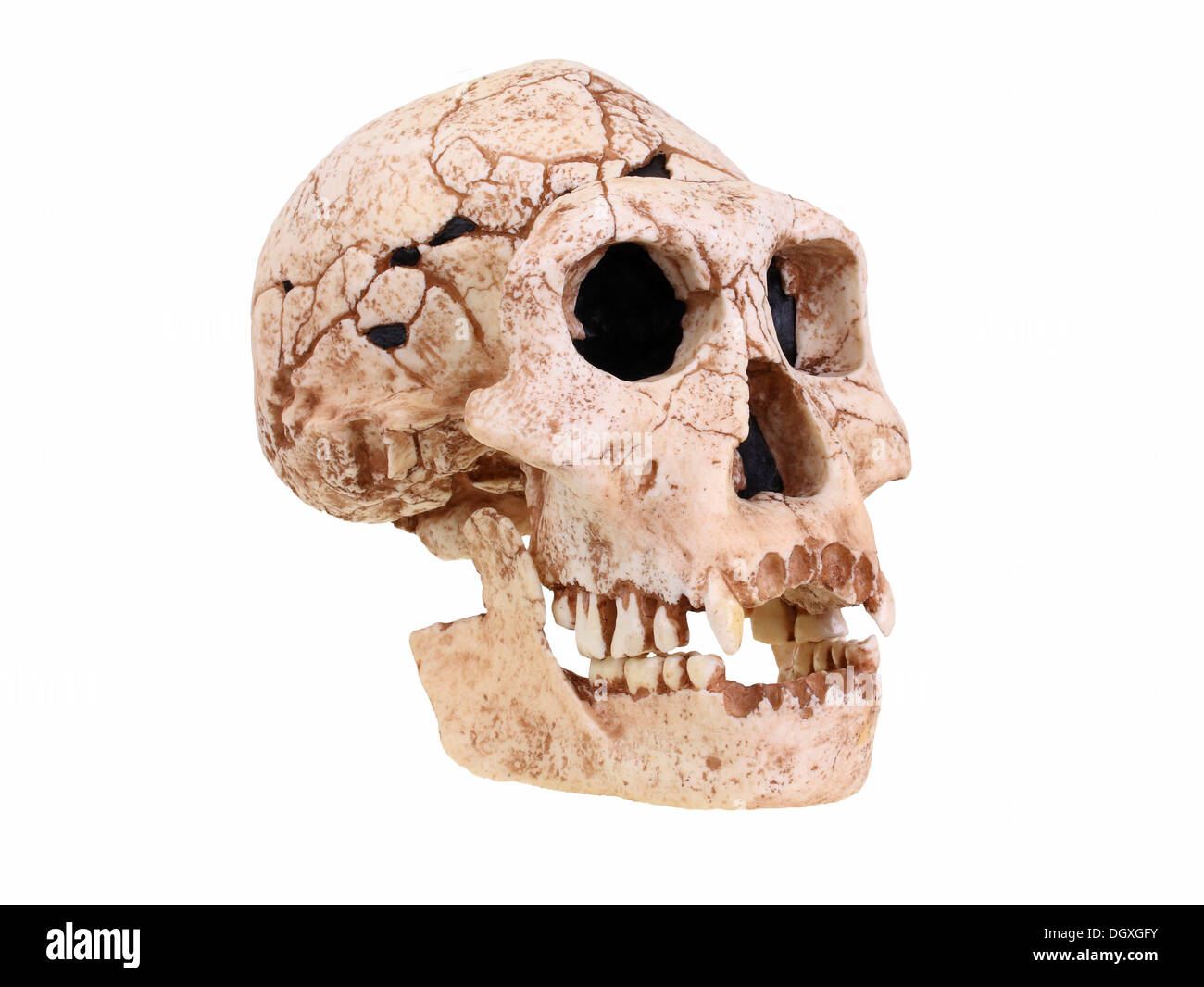 Replica skull of Homo erectus Dmanski, evolution of human species Stock Photo