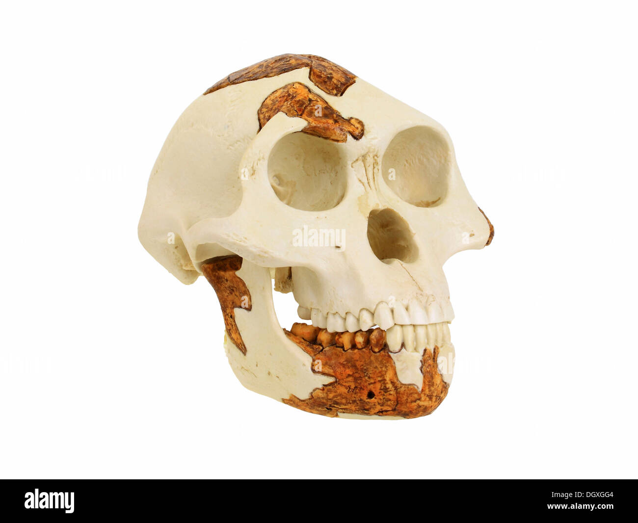 Replica skull of Australopithecus afarensis, Lucy, evolution of human species Stock Photo