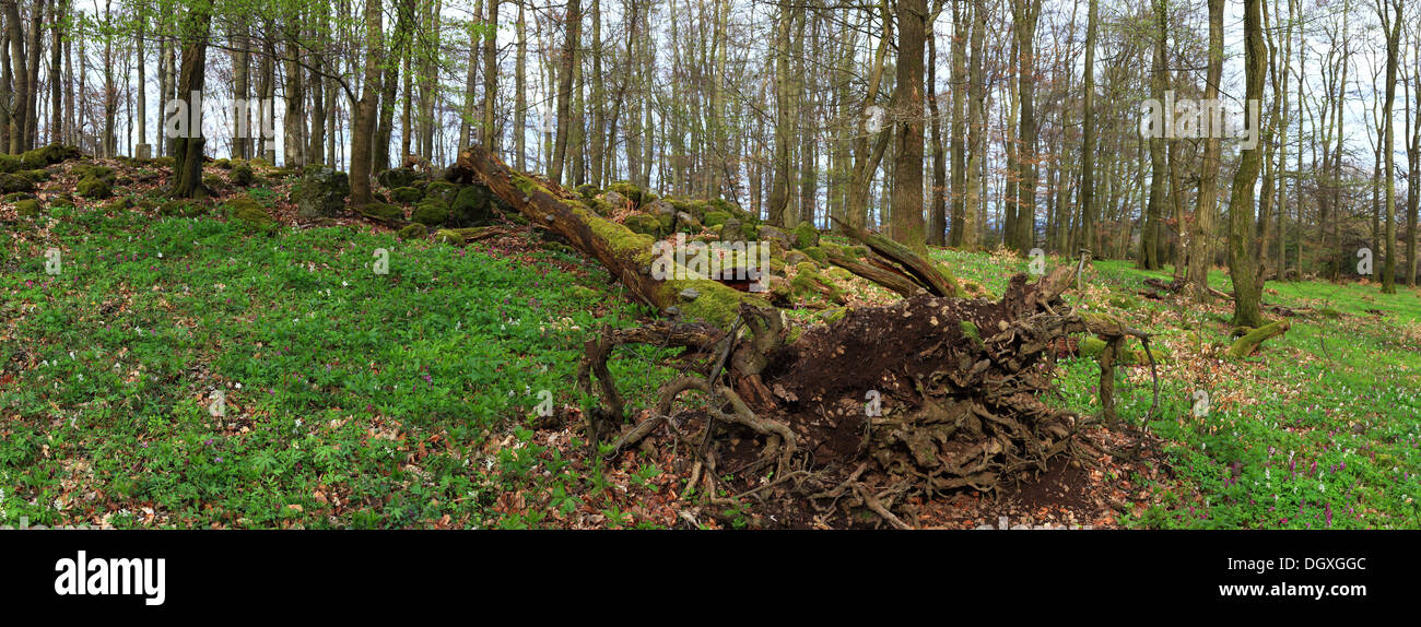 Panoramic view, beech forest with an overturned tree in spring, Greifenstein, Westerwald region, Hesse Stock Photo