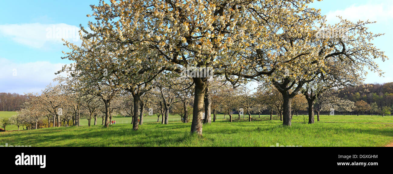 Panoramic view, meadow with fruit trees, blossoming cherry trees, orchard near Huettenberg, Hesse Stock Photo