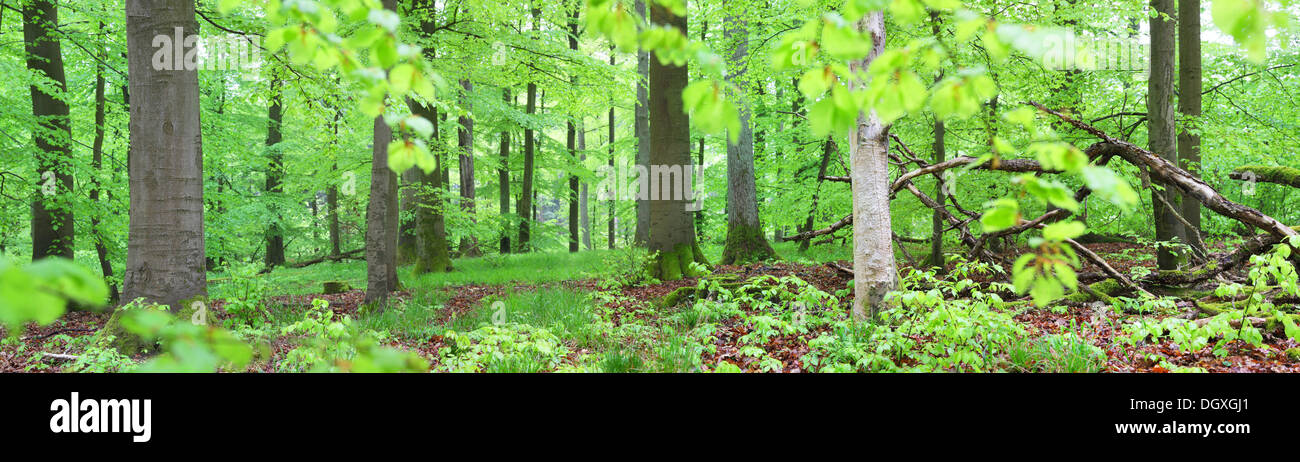 Panoramic view, beech forest with dead wood in spring, Solms, Westerwald region, Hesse Stock Photo
