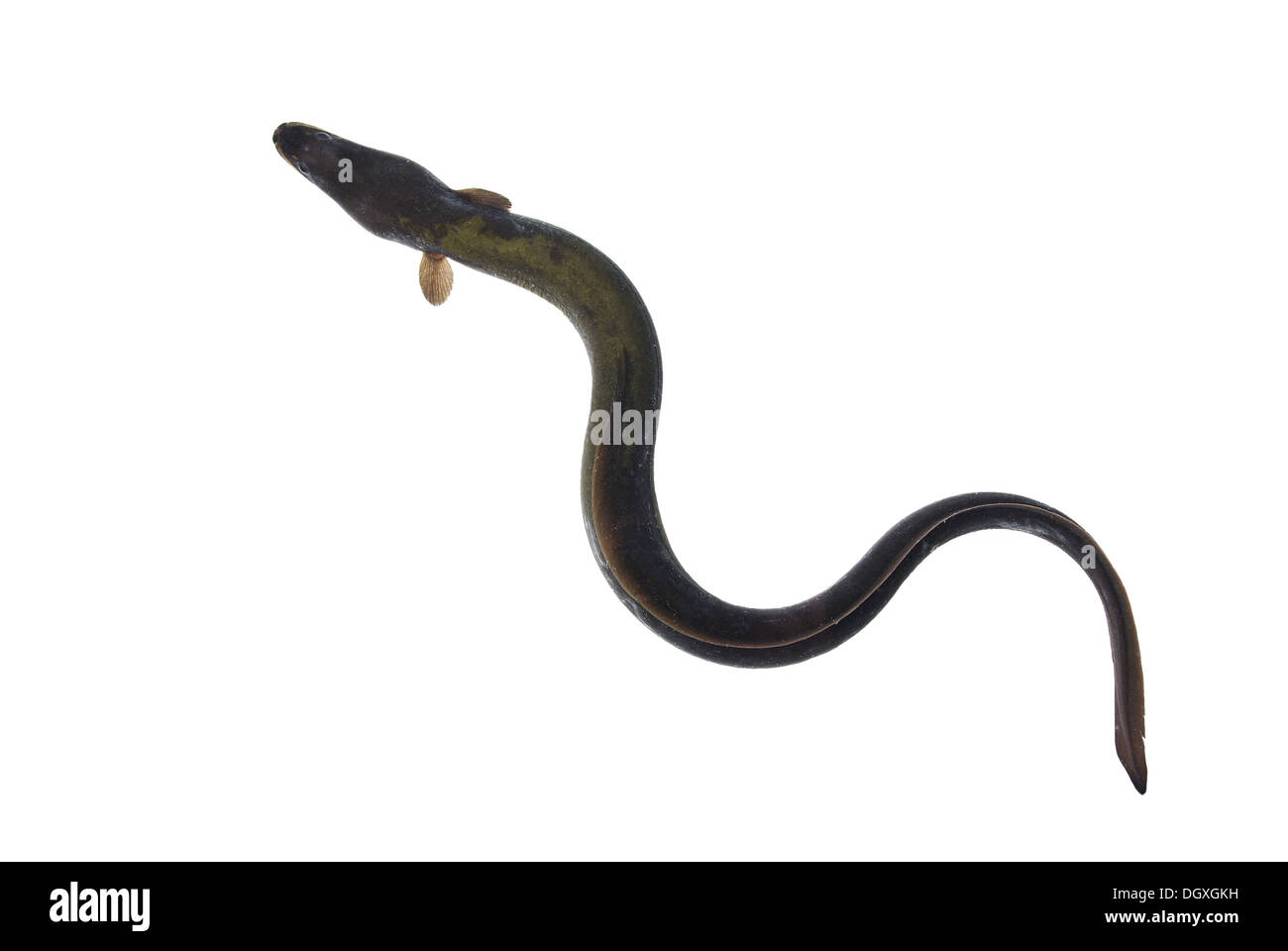 Long Eel Long Eel