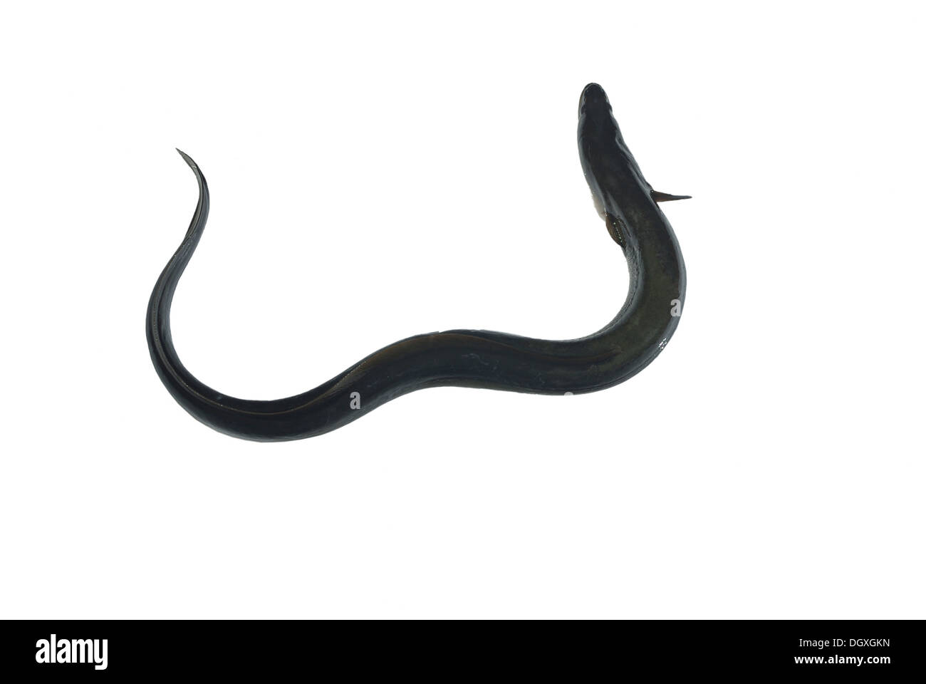 Long Eel On White Background Stock Photo Alamy Long eel on white background stock photo alamy