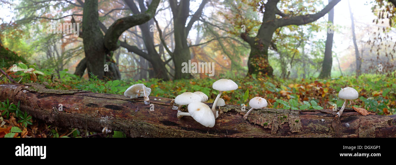 Panorama, Porcelain Fungus (Oudemansiella mucida) in front of old Beech (Fagus) trees in autumn, foggy mood, Breidscheid Stock Photo