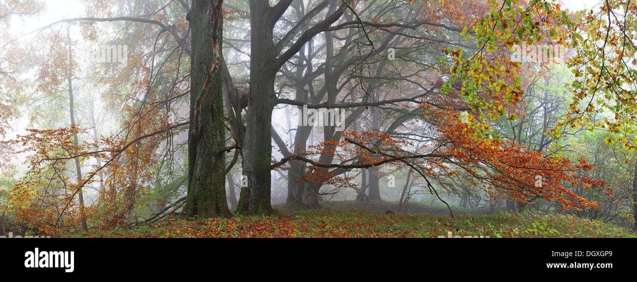 Panorama, old Beech (Fagus) trees in autumn, foggy mood, Breidscheid, Westerwald, Hesse Stock Photo