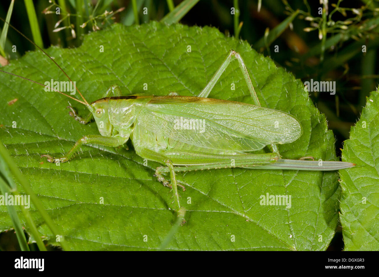 Female Upland Green Bush-cricket, Tettigonia cantans; Auvergne, France. Stock Photo