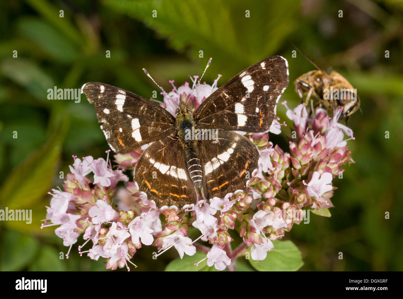 Map Butterfly, Araschnia levana, second generation, forma prorsa, feeding on Marjoram. France Stock Photo