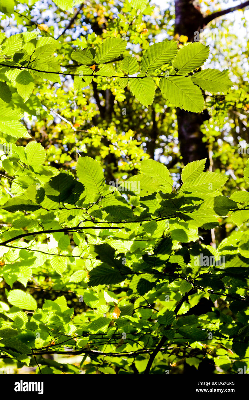 Beech tree leaves hi-res stock photography and images - Alamy