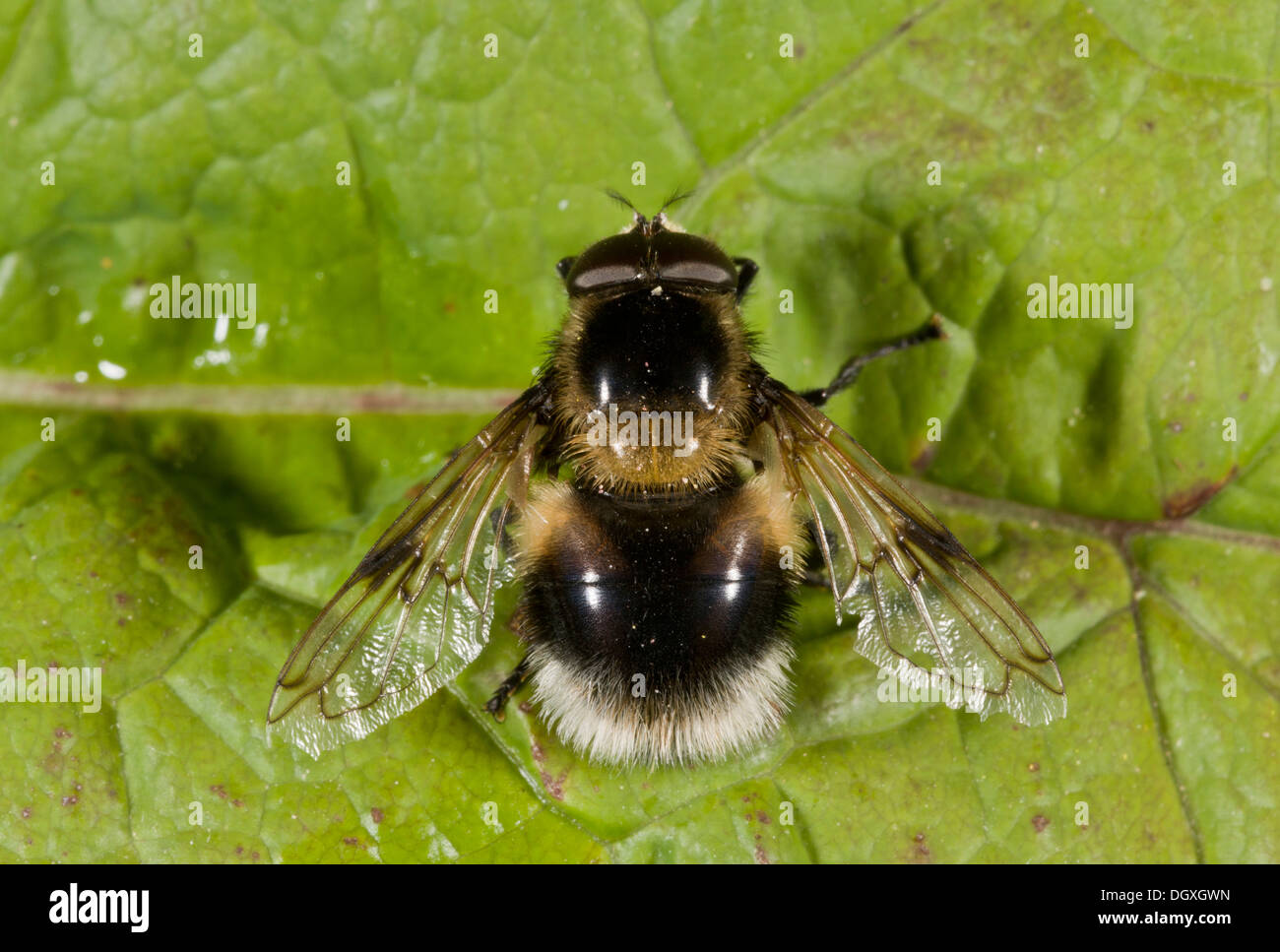 A bumble-bee mimic hoverfly, Pocota personata, mimicking a white-tailed bumble bee. Uncommon in UK. Stock Photo