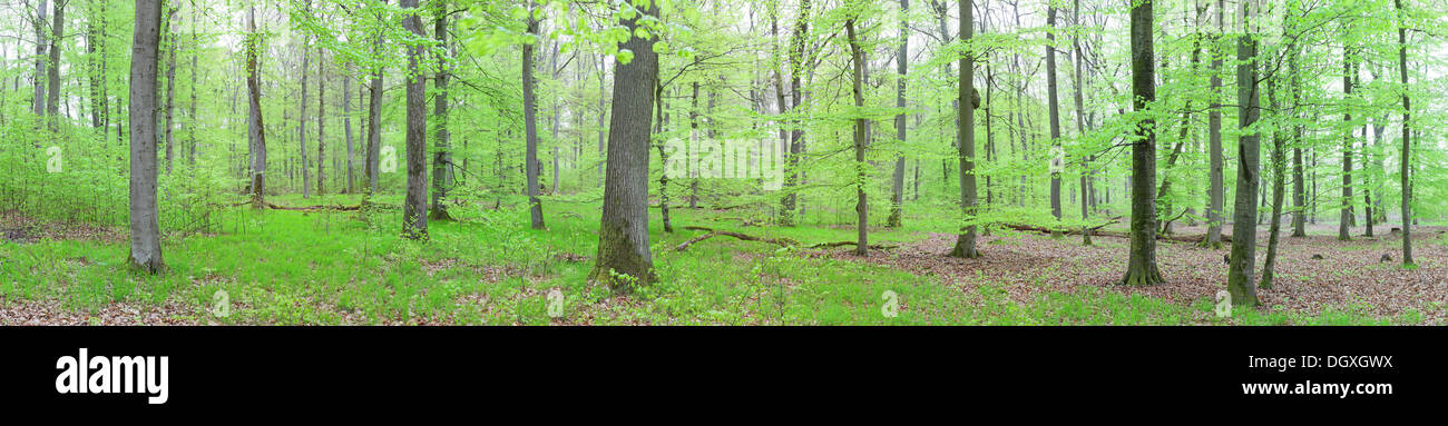 Panoramic view, beech forest (Fagus sylvatica), spring, several days after foliation, Greifenstein, Westerwald, Hesse, Germany Stock Photo