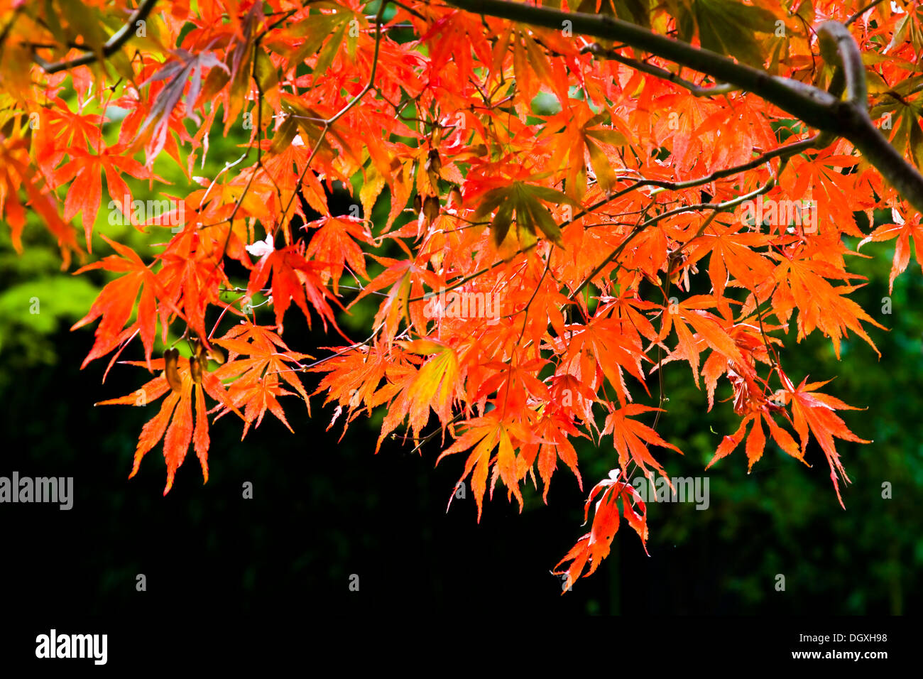 Autumn colour maple leaves Stock Photo