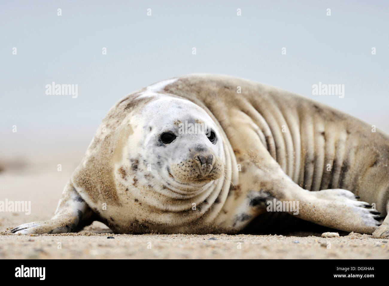 Gray seal (Halichoerus grypus), lying on a sand bank, ocean island, Helgoland, Schleswig-Holstein, Europe Stock Photo