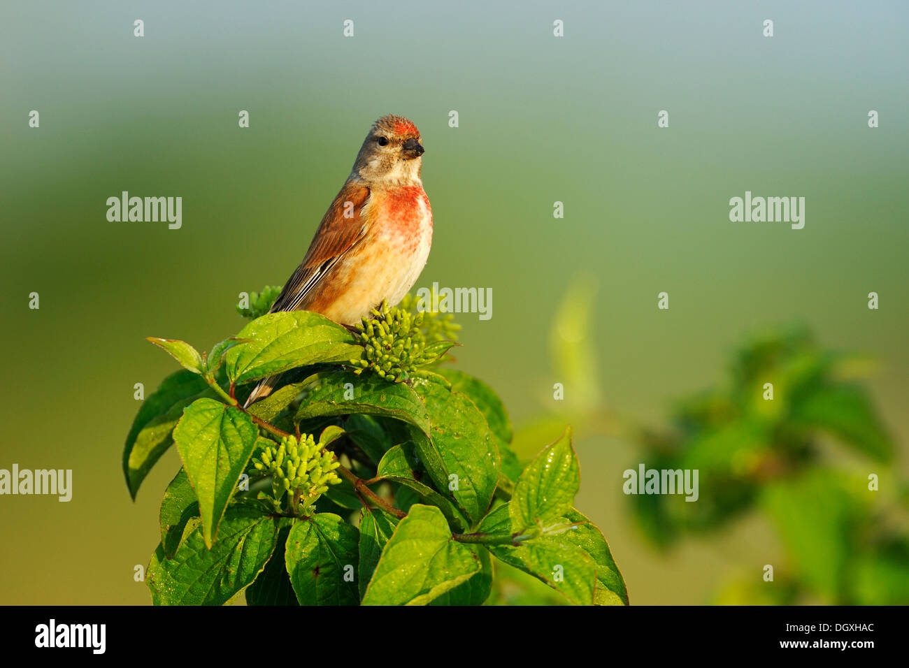 Common linnet (Carduelis cannabina), perched on a bush Stock Photo
