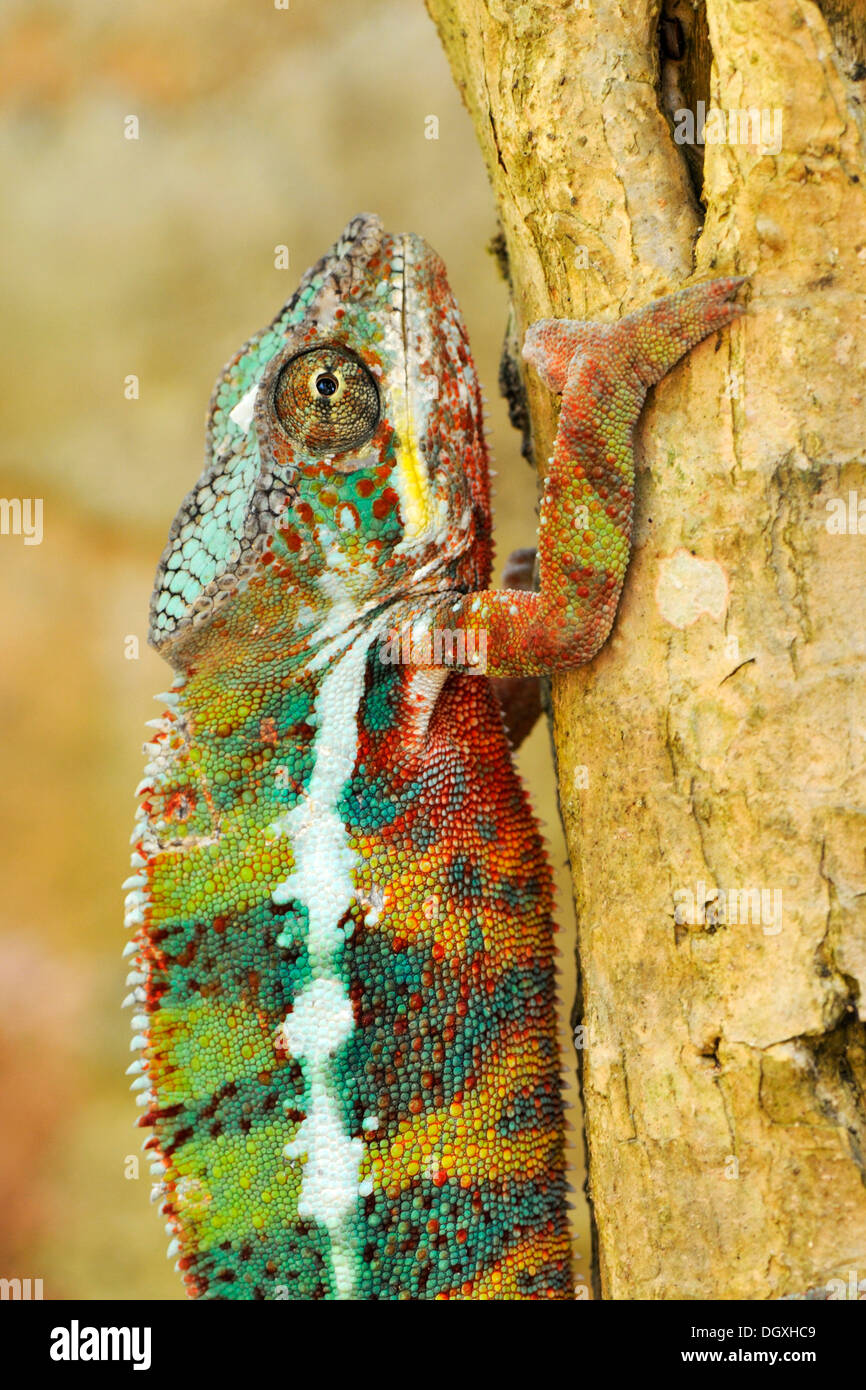 Panther Chameleons (Furcifer pardalis), male Stock Photo