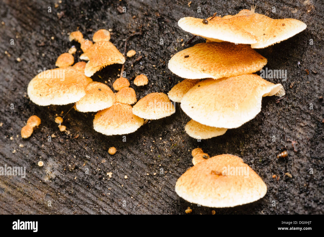 Soft slipper fungus (Crepidotus mollis), also known as jelly crep, commonly found on decaying wood Stock Photo