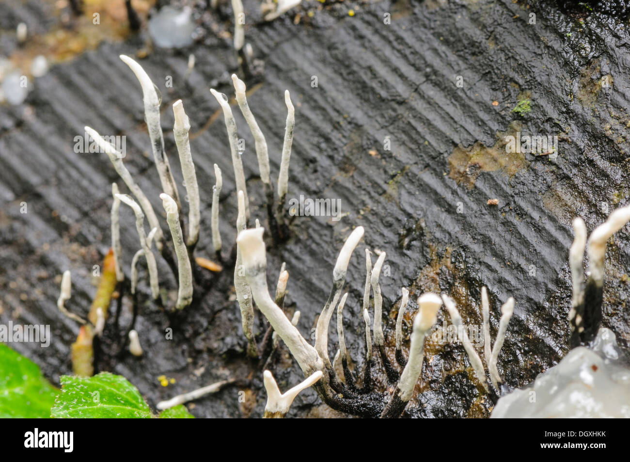 Candlestick fungus (Xylaria hypoxylon) also known as candlesnuff, carbon antlers, stag's horn, and found on decaying wood Stock Photo