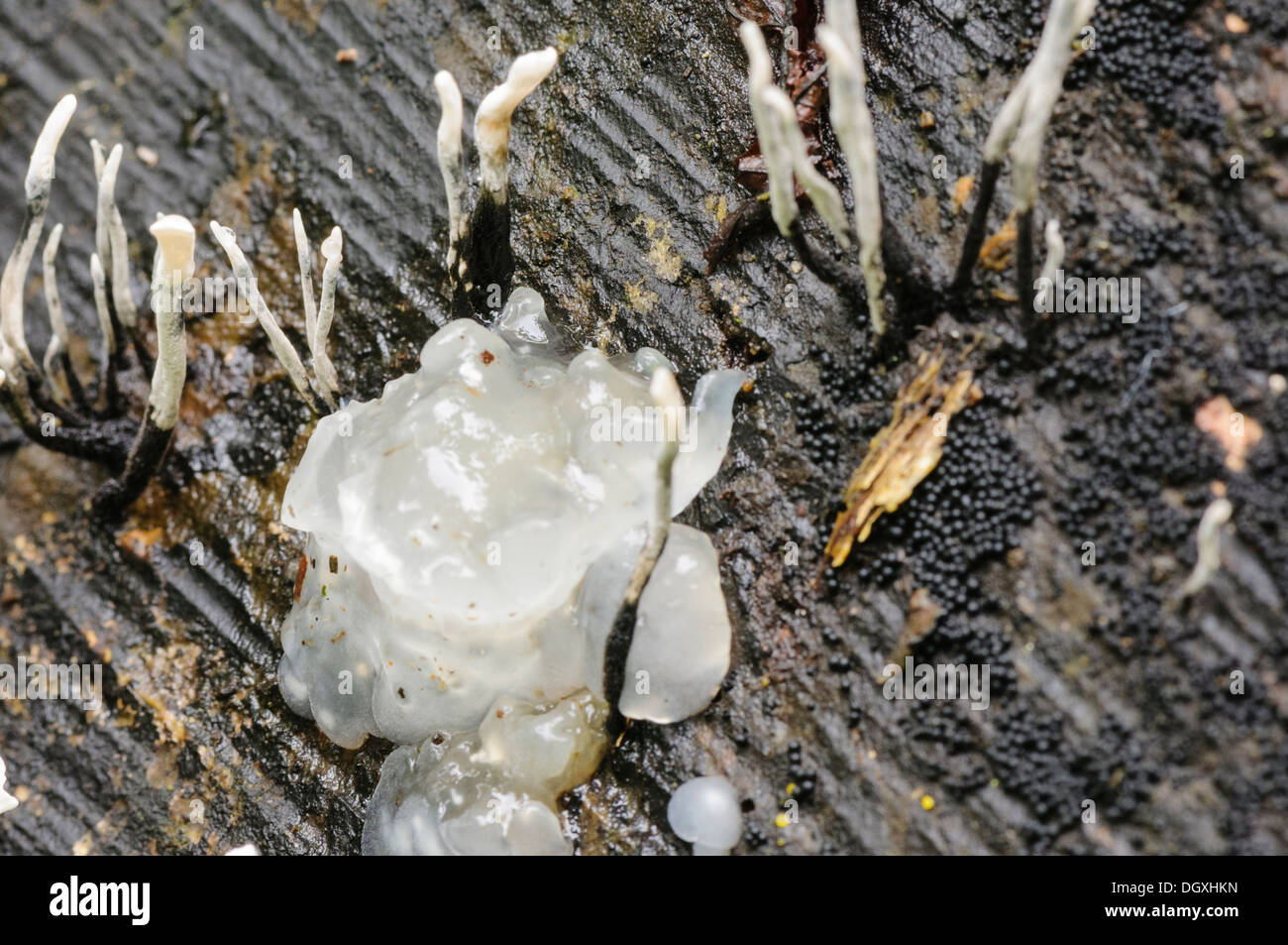 Candlestick fungus (Xylaria hypoxylon) also known as candlesnuff, carbon antlers, stag's horn, and found on decaying wood Stock Photo