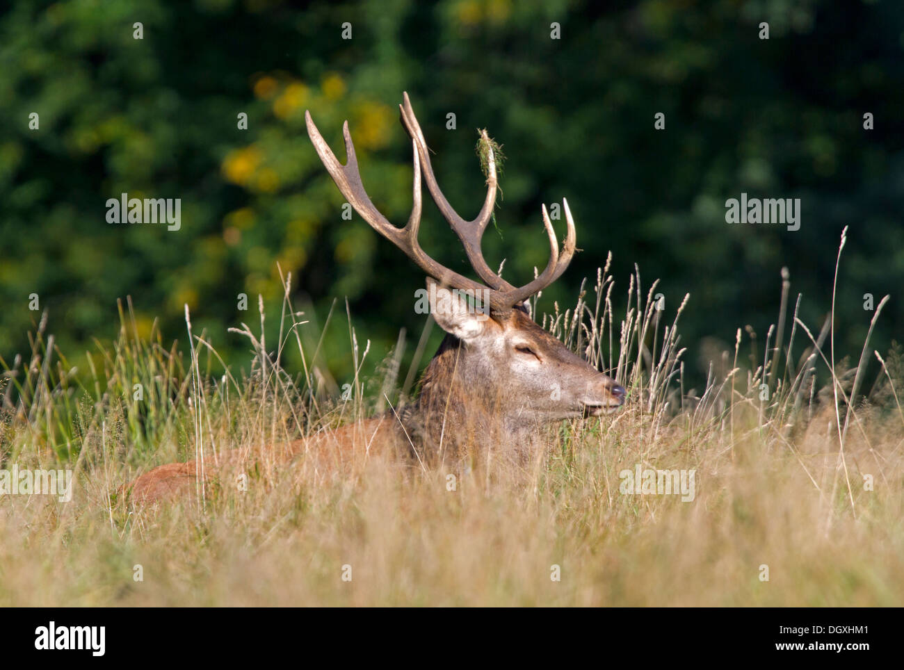 Red Deer (Cervus elaphus Stock Photo - Alamy