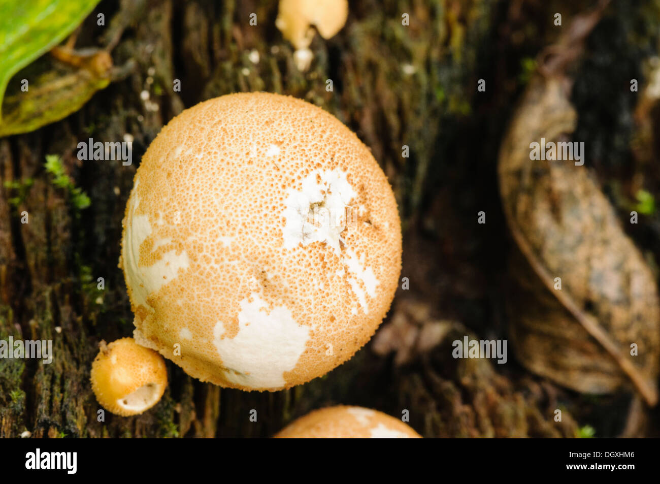 Puffball mushrooms growing on a tree Stock Photo