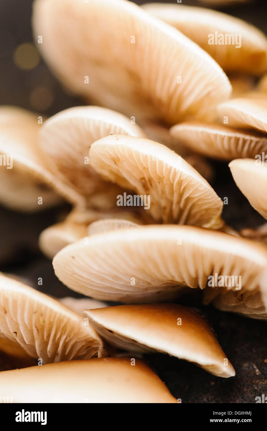 Soft slipper fungus (Crepidotus mollis), also known as jelly crep, commonly found on decaying wood Stock Photo