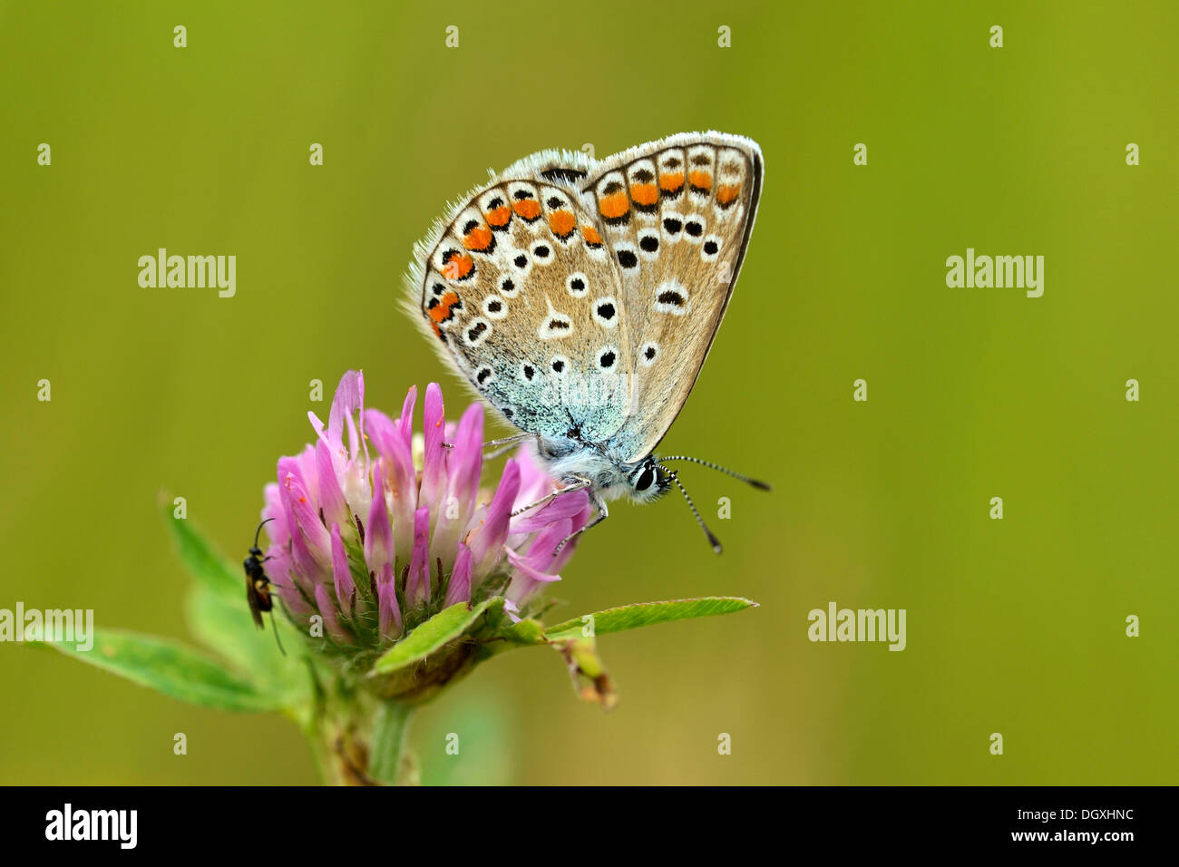 Common Blue (Polyommatus icarus), Zug, Switzerland, Europe Stock Photo ...