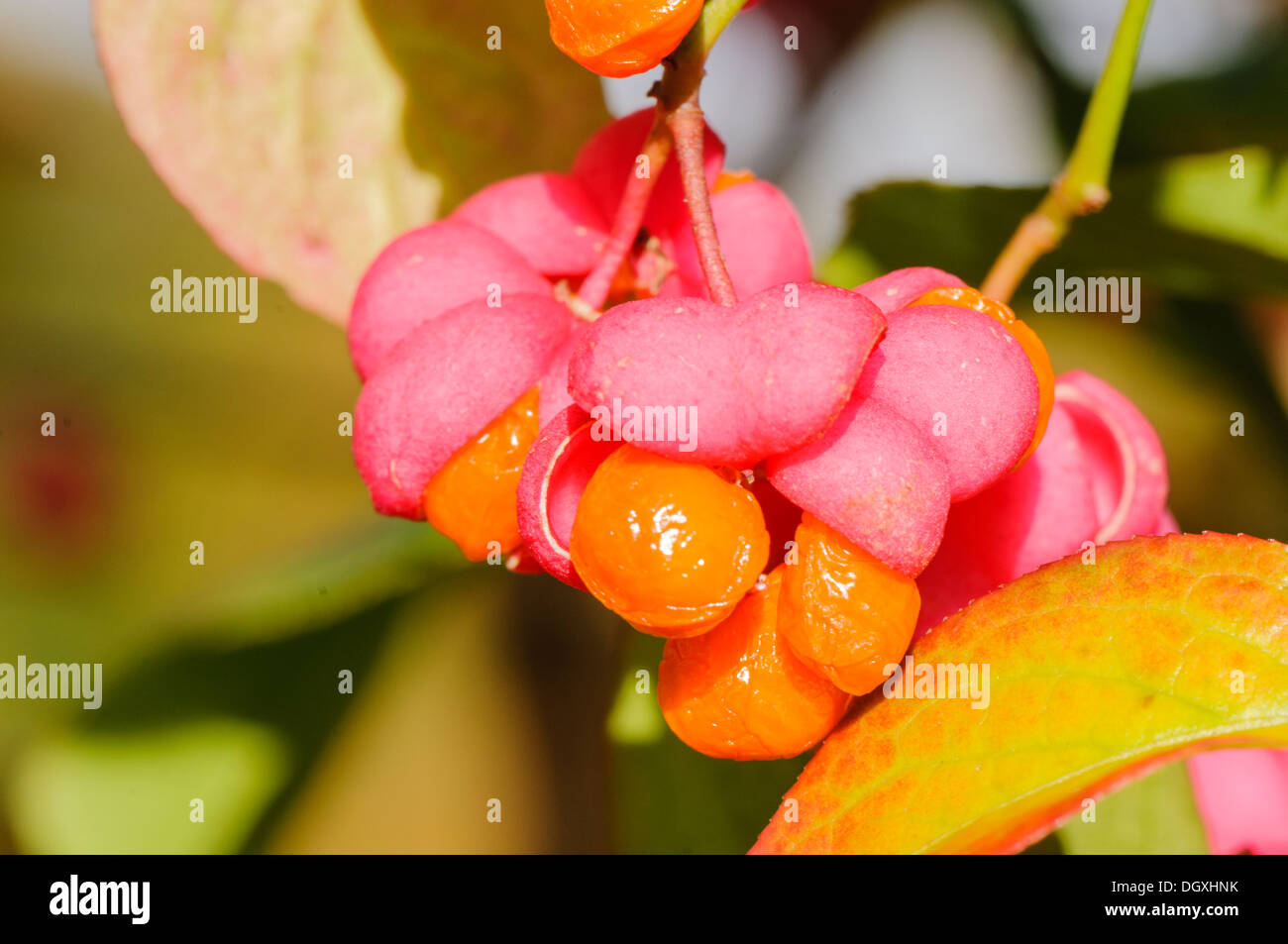 Pink flowers and orange fruit on the Spindle Tree (Euonymus europaens) Stock Photo