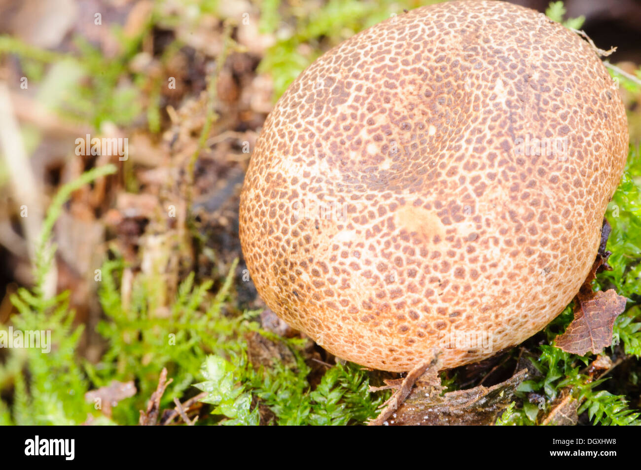 Puffball mushrooms growing on a tree Stock Photo