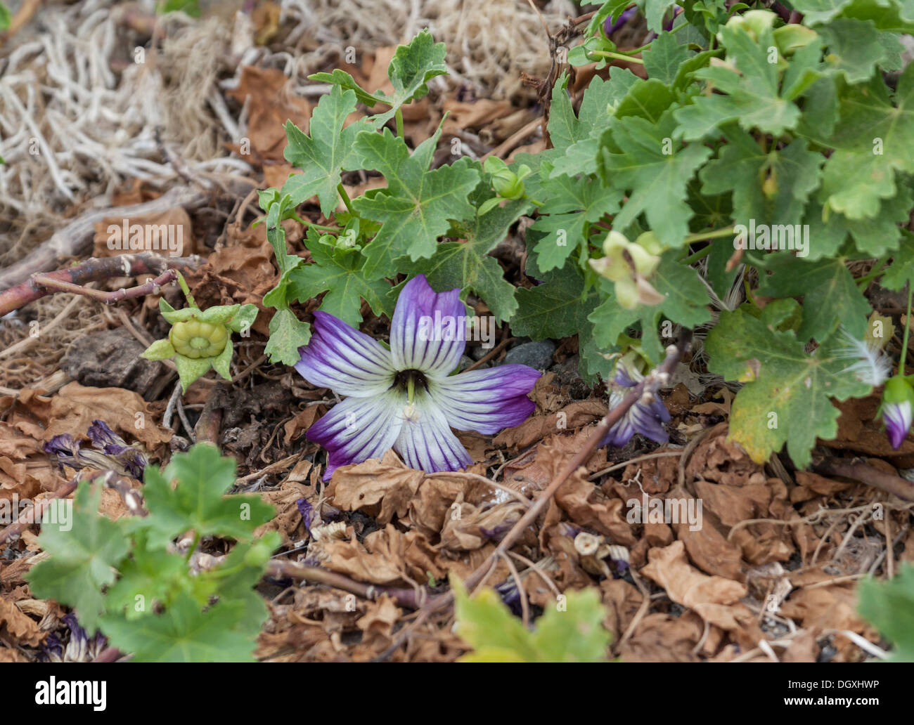 San Benito Bush Mallow,  Malva pacifica (M F Ray) / Lavatera venosa (S. Watson); San Benito Oeste, Baja California Norte, Mexico Stock Photo