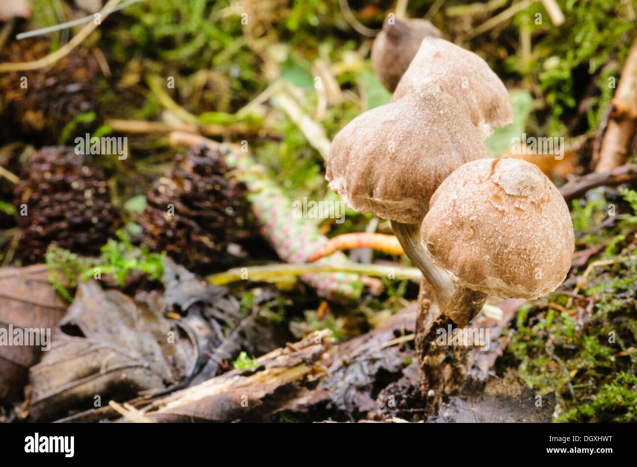 Deer Shield mushroom (Pluteus atricapillus, Pluteus cervinus) growing on a tree stump Stock Photo