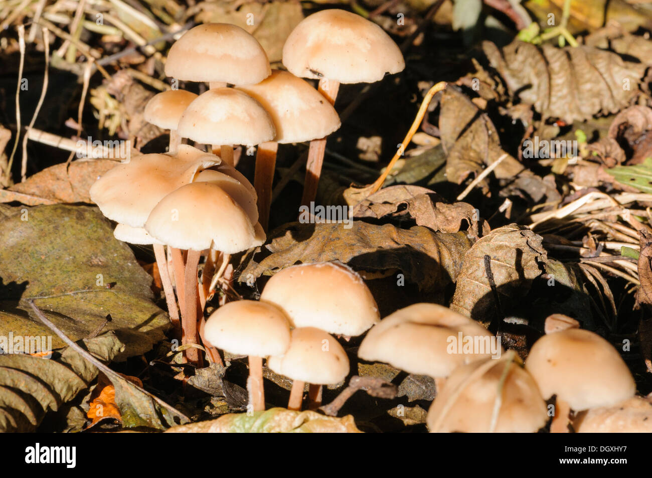 Mushrooms growing on a forest floor surrounded by fallen leaves Stock ...