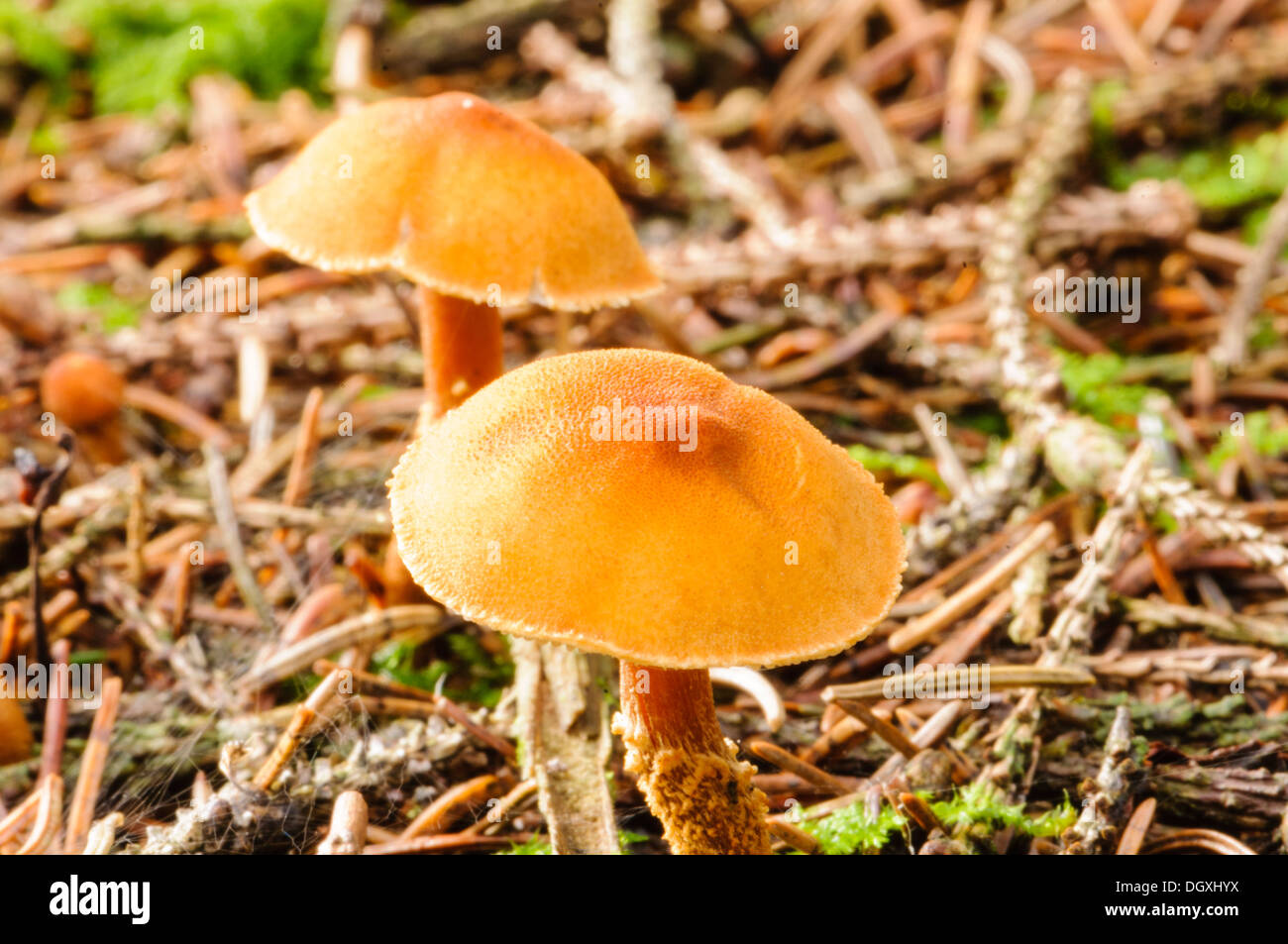 Fungi trees hires stock photography and images Alamy