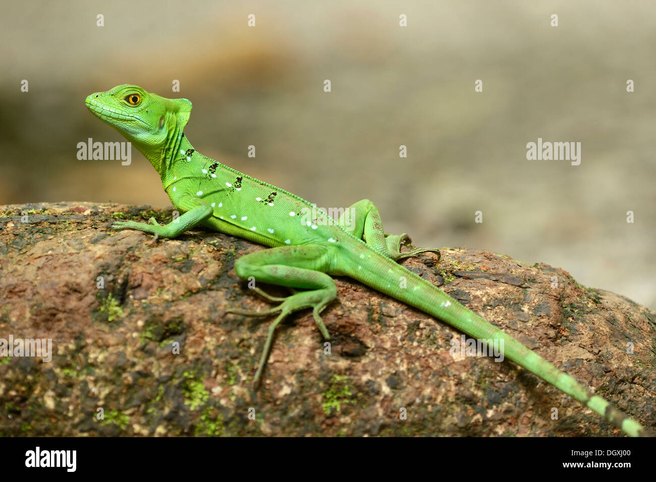 Plumed basilisk, Green basilisk, Double crested basilisk or Jesus Christ lizard (Basiliscus plumifrons), female, on a tree trunk Stock Photo