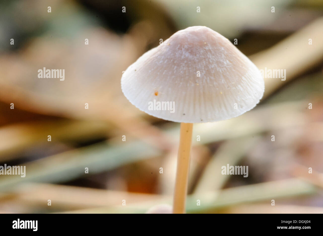 Milking bonnet mushroom (Mycena galopus), also known as the milk drop bonnet, growing on a forest floor Stock Photo