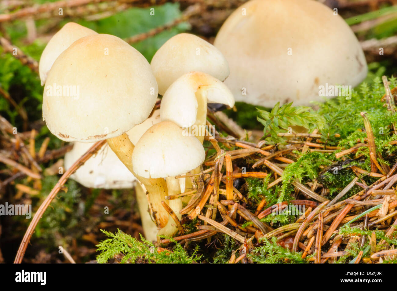 Hygrophorus chrysodon mushrooms growing on dead wood on a forest floor. Stock Photo