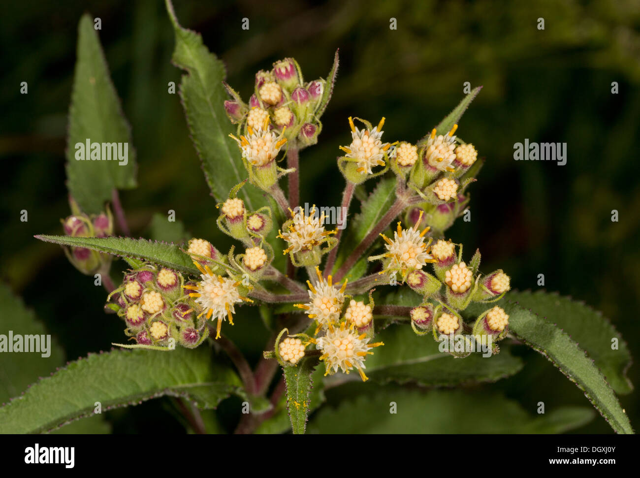 Ragwort wildflowers hi-res stock photography and images - Alamy