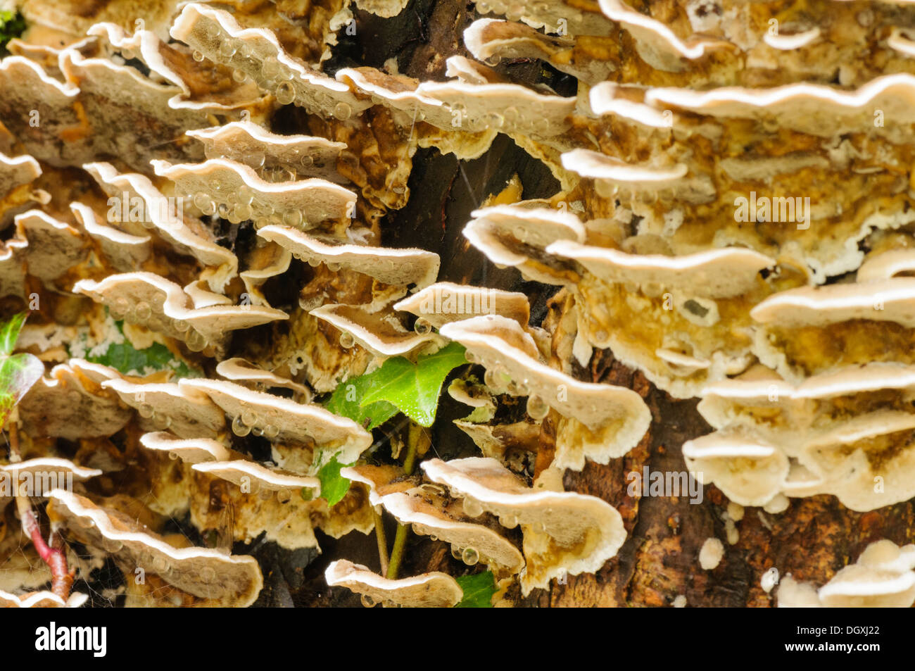 Trembling merulius (Merulius tremellosus, Phlebia tremellosa), a gelatinous bracket fungus found on rotting wood Stock Photo