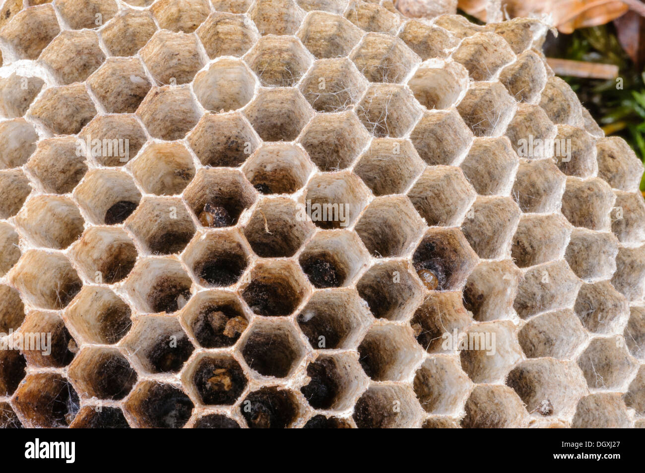 Wild bee honeycomb nest Stock Photo
