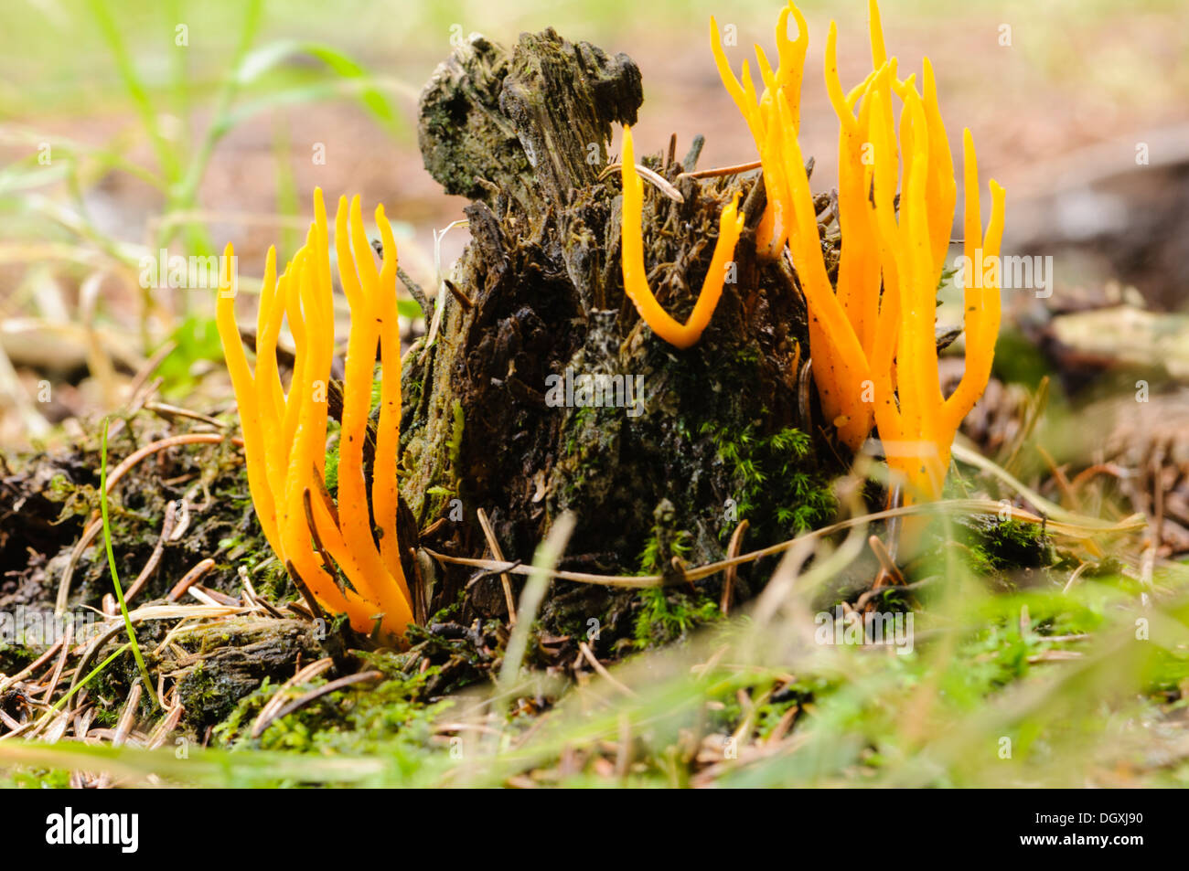 Staghorn fungus (Clavulinopsis helvola) fungus growing on decaying wood Stock Photo