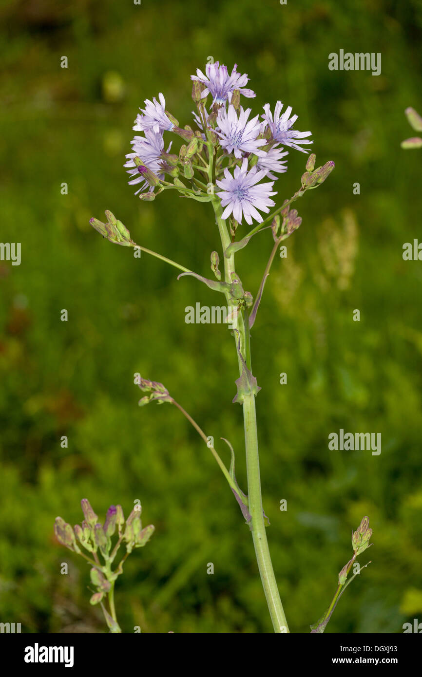 Alpine Blue- Sowthistle, Cicerbita alpina in flower. Very rare in uk. Stock Photo