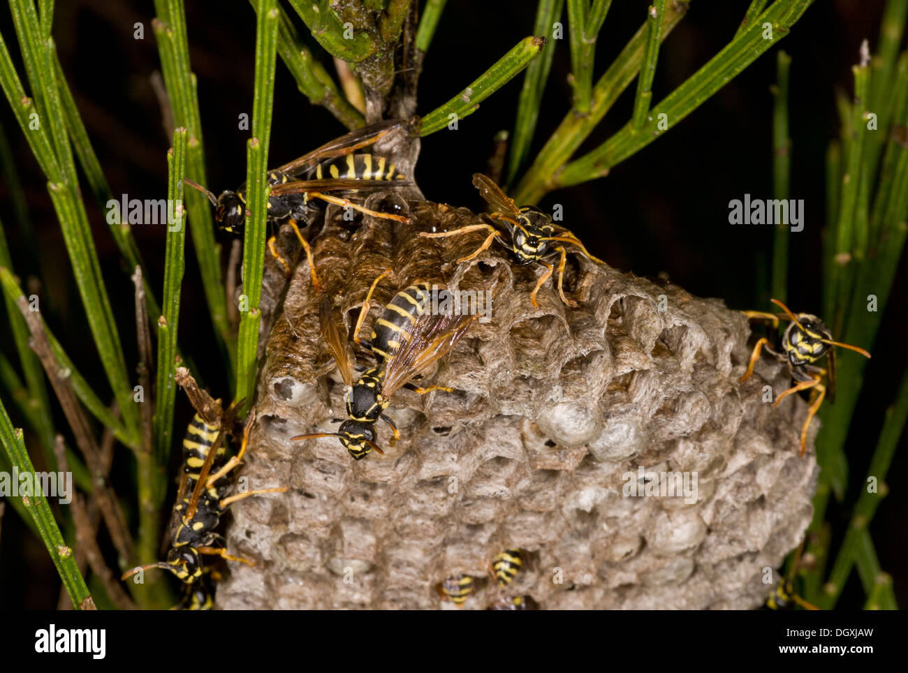 Paper Wasp colony, Polistes sp. Auvergne. Stock Photo