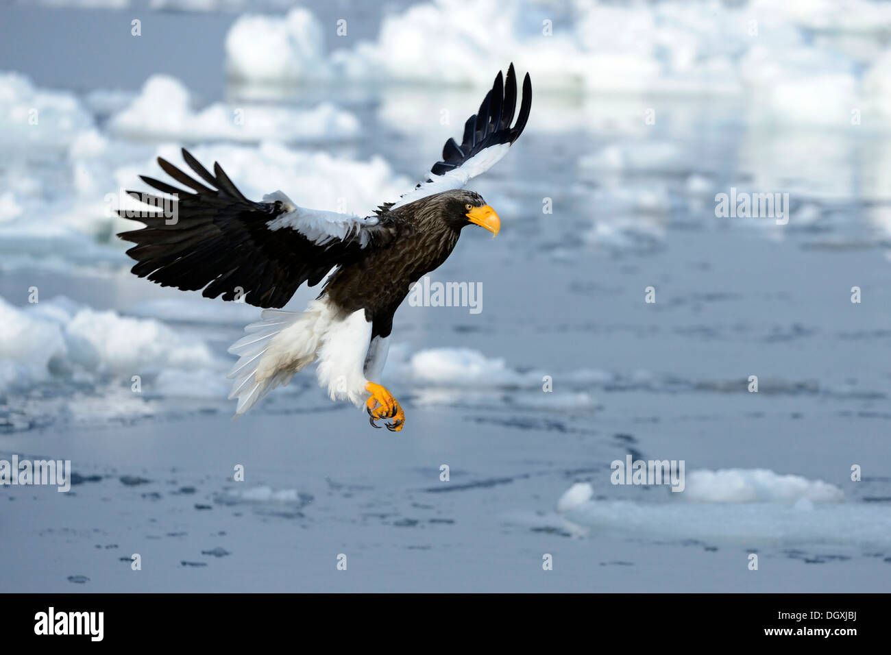 Steller's Sea Eagle (Haliaeetus pelagicus) in flight above floating ice, landing approach, Rausu, Menashi, Hokkaido, Japan Stock Photo