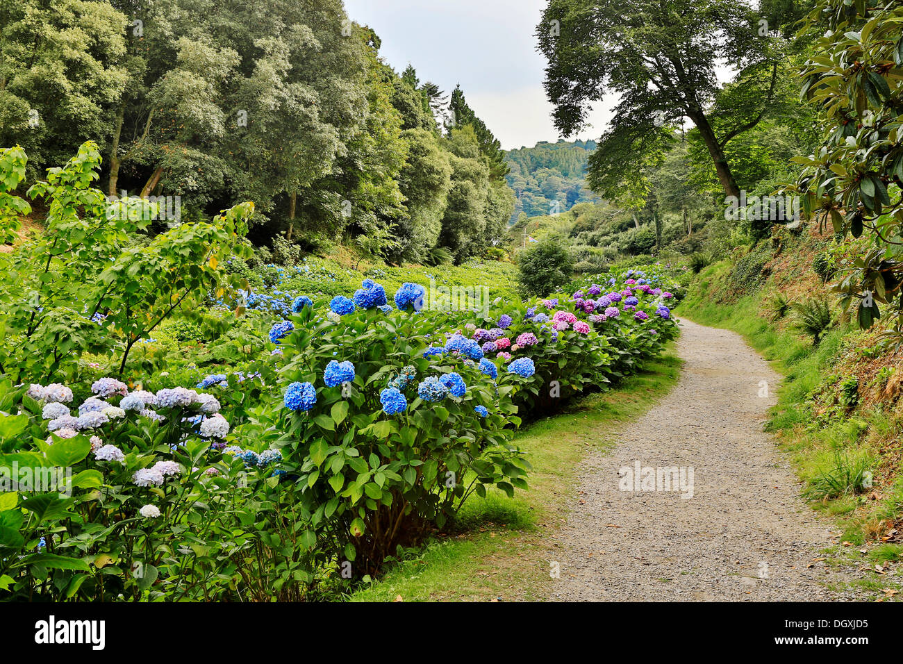 Trebah Garden; Summer; Cornwall; UK Stock Photo