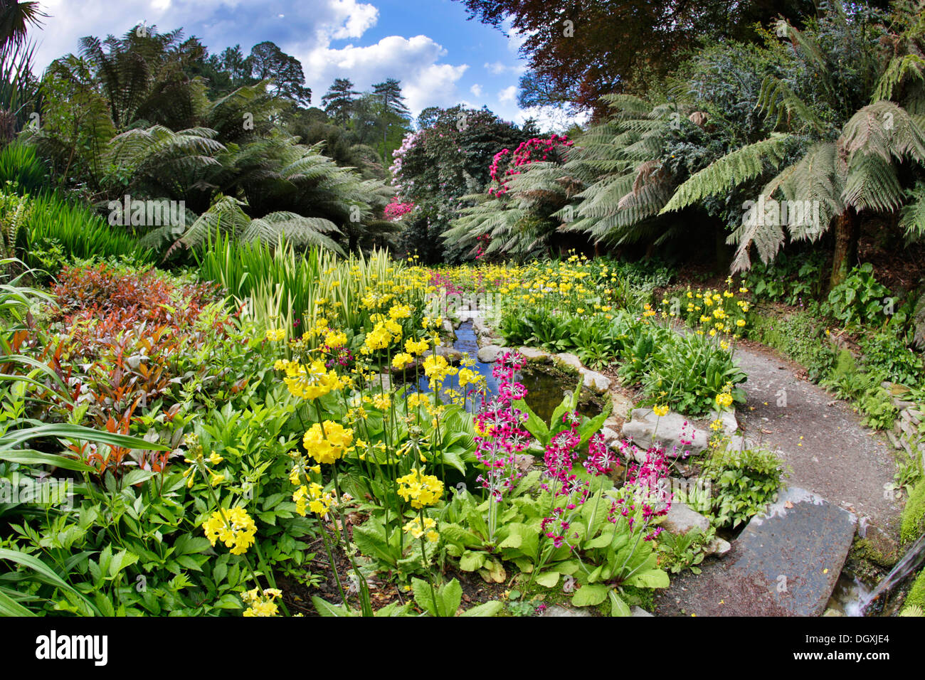 Trebah Garden; Cornwall; Spring; UK Stock Photo