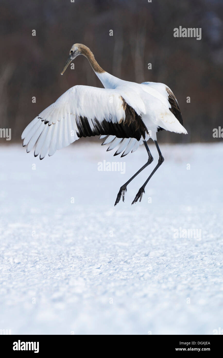 Red-crowned Crane, Japanese Crane or Manchurian Crane (Grus Japonensis ...